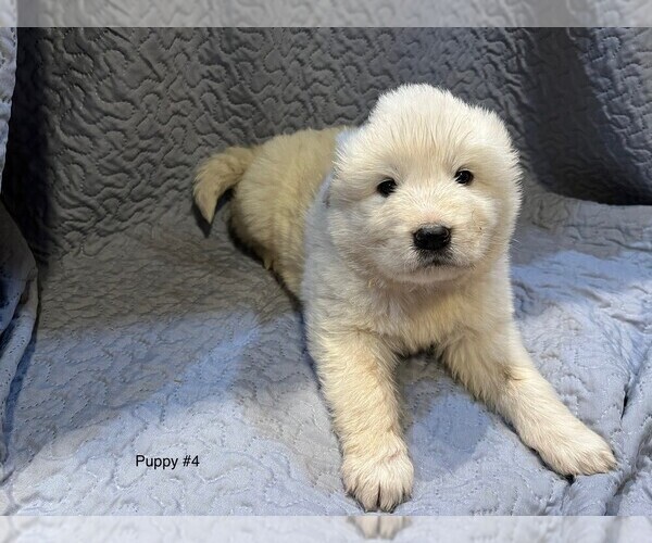 Medium Photo #18 Anatolian Pyrenees Puppy For Sale in CULDESAC, ID, USA