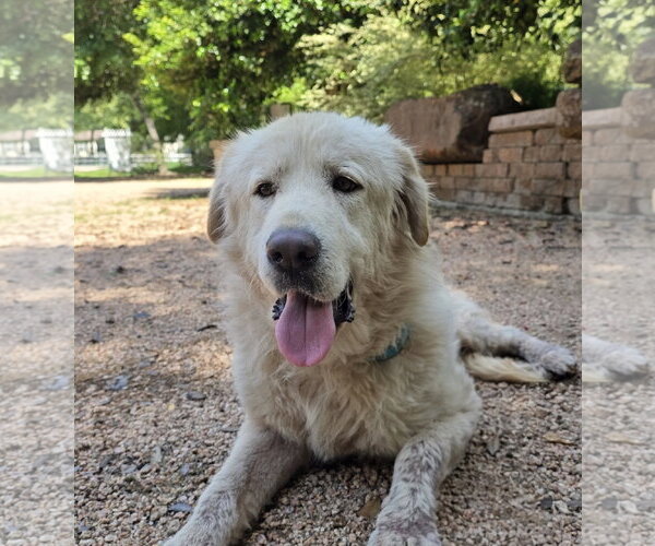 Medium Photo #1 Great Pyrenees Puppy For Sale in Spring, TX, USA