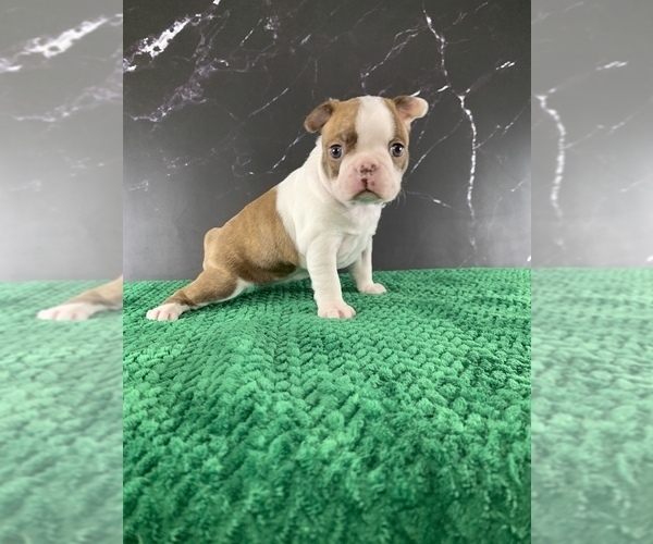 Medium Photo #14 Boston Terrier Puppy For Sale in TULARE, CA, USA