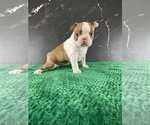 Small #13 Boston Terrier