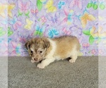 Small Photo #5 Havanese Puppy For Sale in SHAWNEE, OK, USA