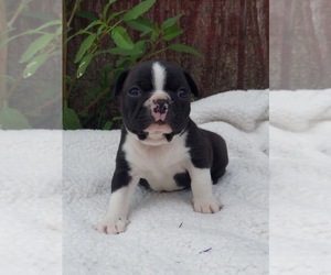 Boston Terrier Puppy for sale in FRYTOWN, IA, USA