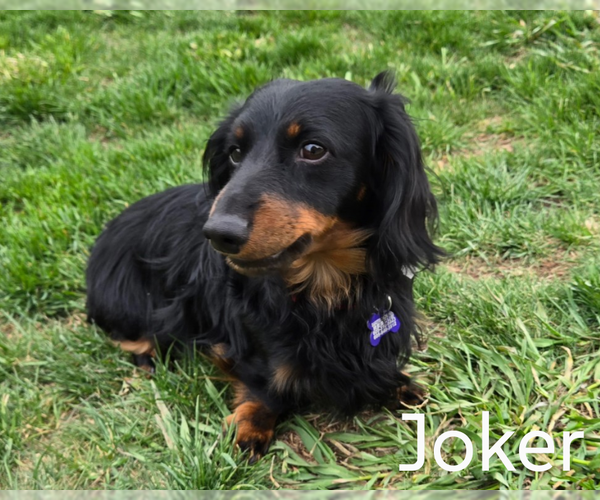 Medium Photo #3 Dachshund Puppy For Sale in Sioux Falls, SD, USA