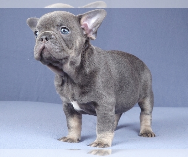 Medium Photo #17 French Bulldog Puppy For Sale in BOSTON, MA, USA