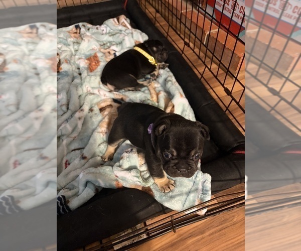 Medium Photo #8 French Bulldog Puppy For Sale in LEESVILLE, LA, USA
