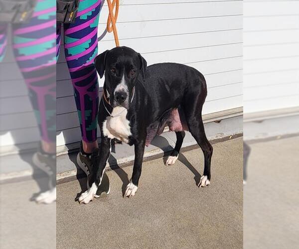 Medium Photo #2 Labrador Retriever-Unknown Mix Puppy For Sale in Louisville, KY, USA