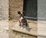 Small #2 American Staffordshire Terrier-Boston Terrier Mix