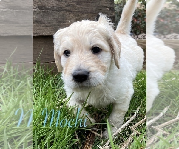 Medium Photo #6 Goldendoodle Puppy For Sale in VANCOUVER, WA, USA