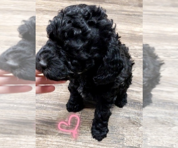 Medium Photo #6 Poodle (Miniature) Puppy For Sale in LEBANON, OR, USA