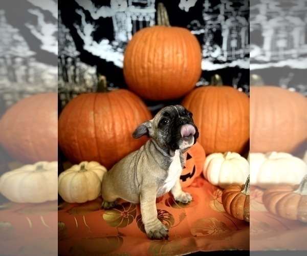 Medium Photo #8 French Bulldog Puppy For Sale in YUCCA VALLEY, CA, USA