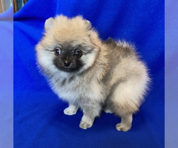 Medium Photo #1 Pomeranian Puppy For Sale in DENVER, CO, USA