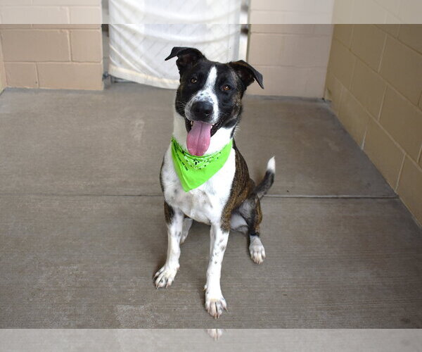 Medium Photo #2 Boxer-Unknown Mix Puppy For Sale in McKinney, TX, USA