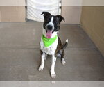 Small #1 Boxer Mix