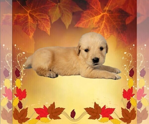 Medium Photo #6 Golden Retriever Puppy For Sale in FALCON, CO, USA