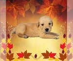 Small #5 Golden Retriever