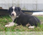 Puppy Tucker Border Collie