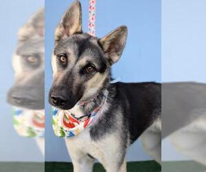 Medium German Shepherd Dog