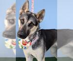Small German Shepherd Dog