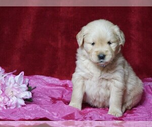 Golden Retriever Puppy for sale in FREDERICKSBG, OH, USA