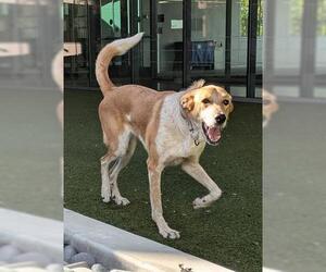 Labrador Retriever-Unknown Mix Dogs for adoption in San Martin, CA, USA