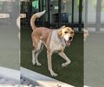 MIA - Female Labrador Retriever-Unknown Mix Dog for Adoption - Small photo