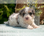 Small Photo #34 Miniature Bernedoodle Puppy For Sale in BREMEN, IN, USA