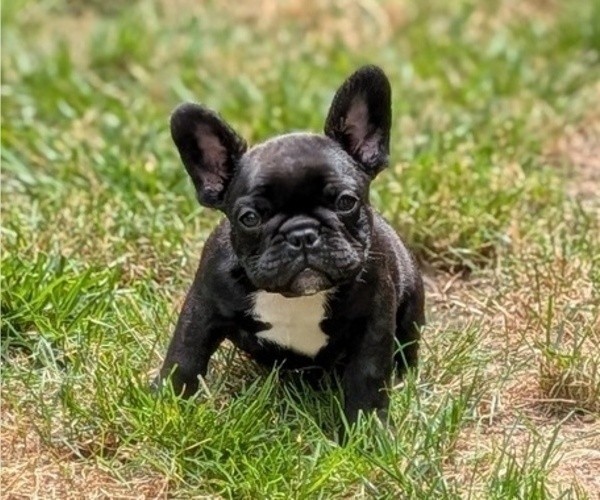 Medium Photo #2 French Bulldog Puppy For Sale in WEST CHESTER, PA, USA