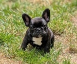 Small #1 French Bulldog