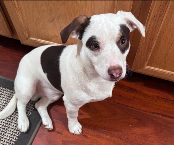 Medium Photo #3 American Staffordshire Terrier-Unknown Mix Puppy For Sale in Lake Forest, CA, USA