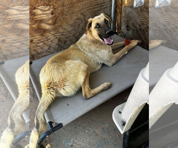 Medium Photo #1 Mutt Puppy For Sale in Apple Valley, CA, USA