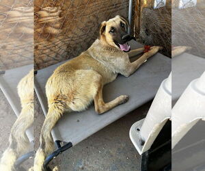 Mutt Dogs for adoption in Apple Valley, CA, USA