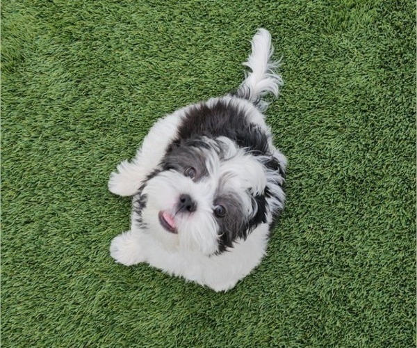 Medium Photo #9 Shih Apso Puppy For Sale in GOODYEAR, AZ, USA