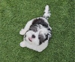 Small Photo #9 Shih Apso Puppy For Sale in GOODYEAR, AZ, USA