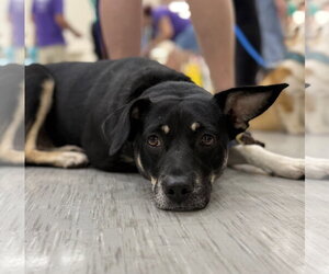 ZURI (MARLA) - Female Labrador Retriever-Unknown Mix Dog for Adoption - Photo #2