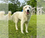 Small #1 Great Pyrenees Mix