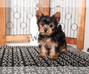 Yorkshire Terrier Puppy for sale in NAPLES, FL, USA