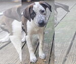 Small #2 Catahoula Leopard Dog-Pointer Mix