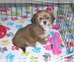Small #6 Poovanese