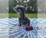 Small #4 Poodle (Miniature) Mix