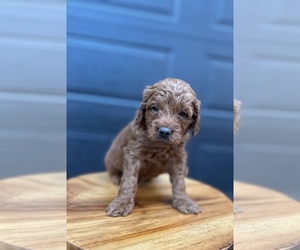 Goldendoodle (Miniature) Puppy for sale in PELHAM, NC, USA