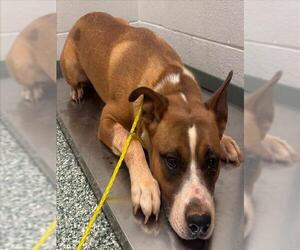 American Pit Bull Terrier-Unknown Mix Dogs for adoption in Salisbury, NC, USA