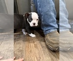 Small #14 Boston Terrier