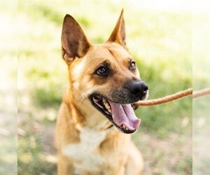 Carolina Dog-Unknown Mix Dogs for adoption in Sugar Land, TX, USA