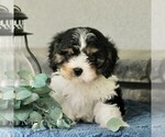 Small #3 Cavachon