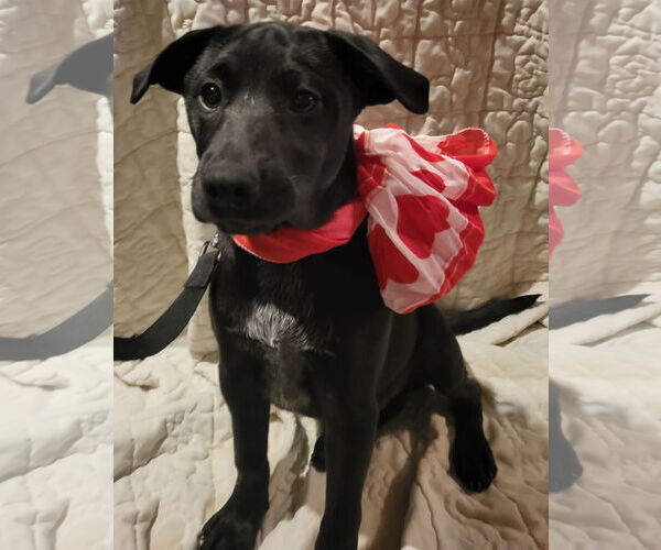 Medium Photo #15 Mutt Puppy For Sale in Germantown, OH, USA