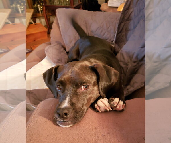 Medium Photo #9 Mutt Puppy For Sale in Brooklyn Center, MN, USA