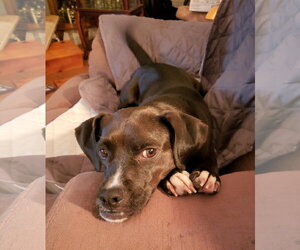 Shocka - Female Mutt Dog for Adoption - Photo #9