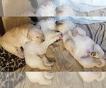 Small Photo #9 Golden Retriever Puppy For Sale in IDAHO SPRINGS, CO, USA
