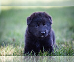Small #4 German Shepherd Dog