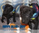 Small Photo #15 Great Dane Puppy For Sale in KALAMA, WA, USA